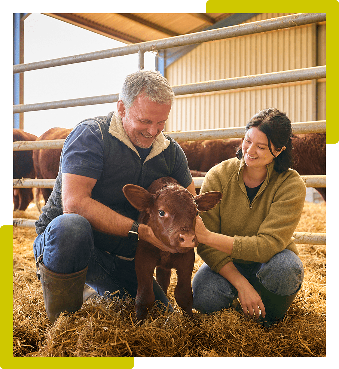 A man and woman kneel in a barn, gently holding a brown calf on straw. Cattle are visible in the background.