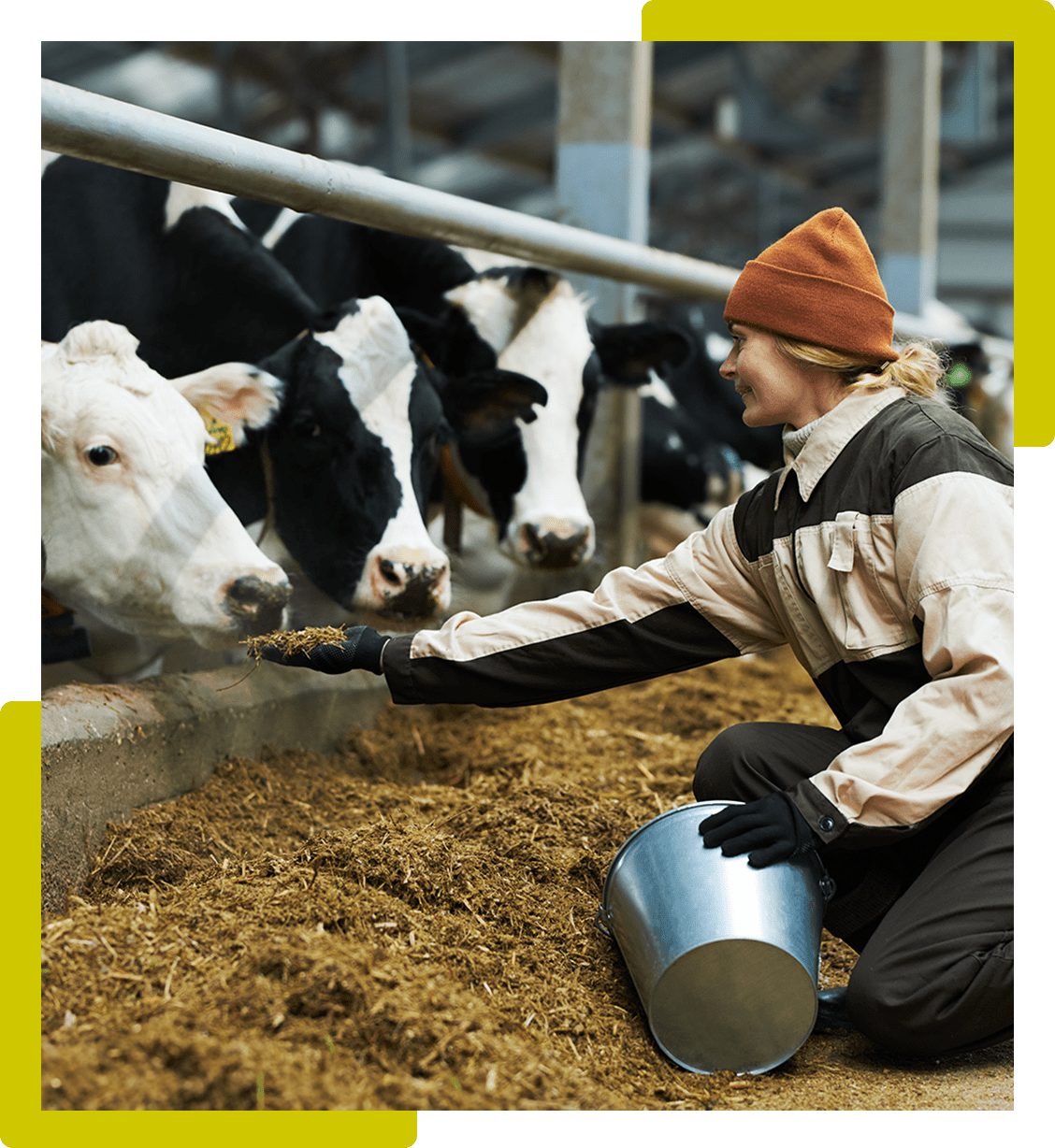 Person in a brown jacket feeds hay to black and white cows in a barn, holding a metal bucket.