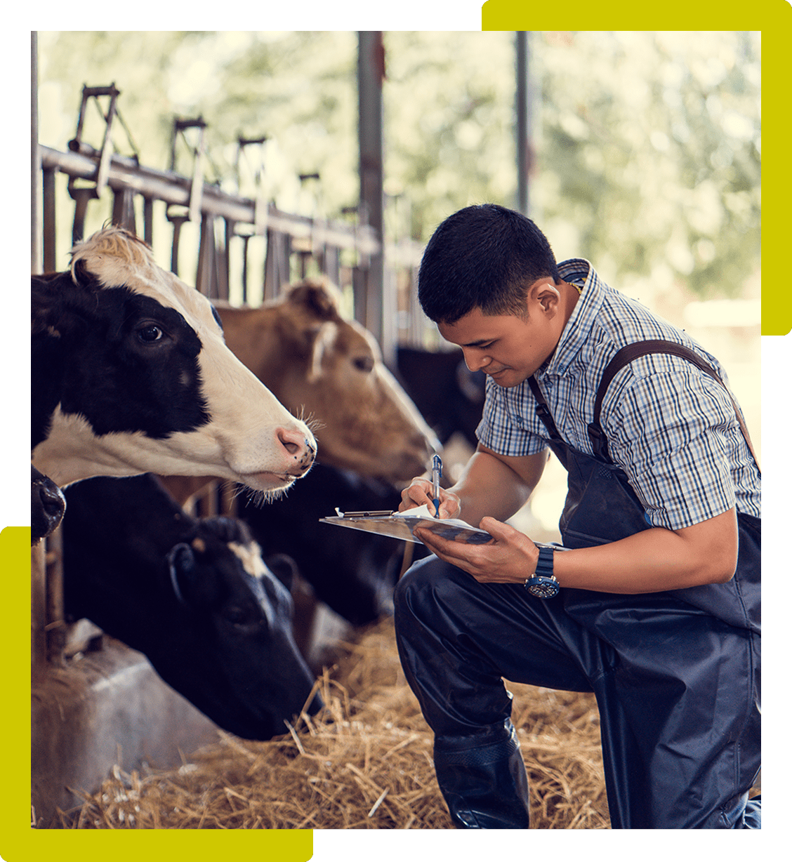 A person in overalls writes on a clipboard in a barn, surrounded by cows eating hay.